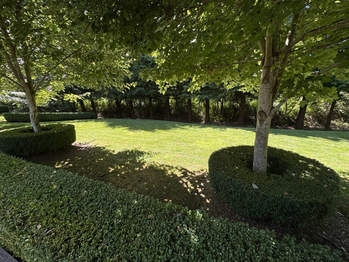 Boxwood-edged lawn beneath mature trees