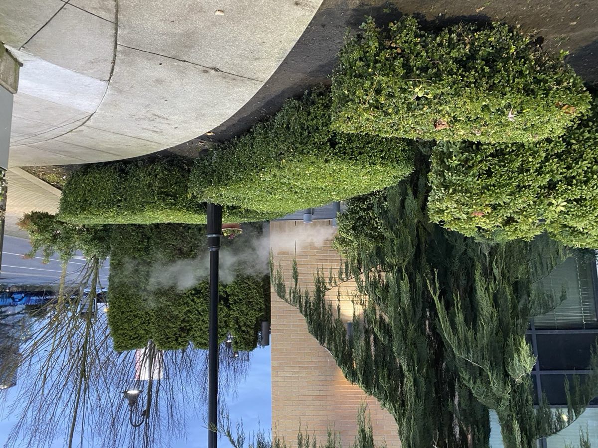 Clipped boxwood hedging outside a commercial building