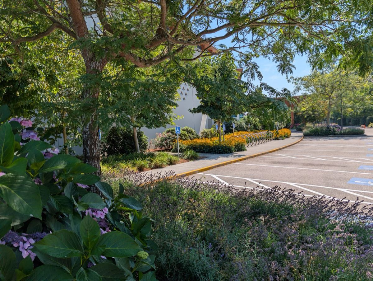 Lavender and flowering beds maintained along a commercial parking area
