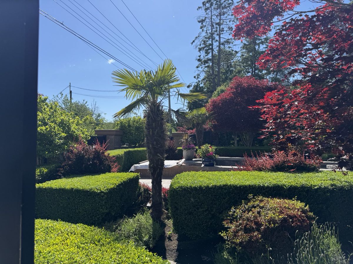 Clipped boxwood parterre with palm and Japanese maple