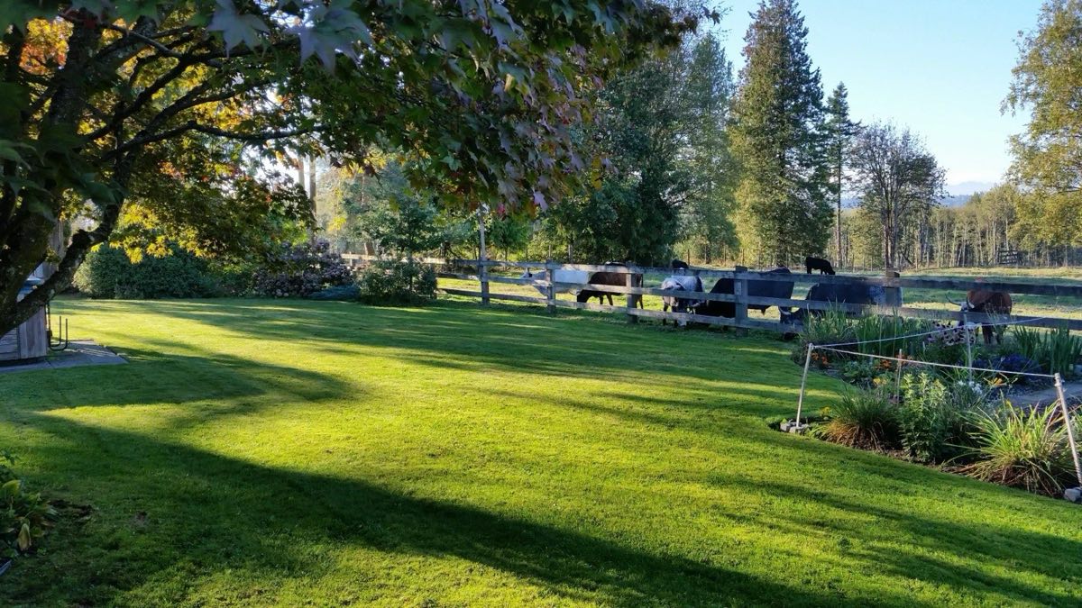 Golden summer light across a lawn in dry conditions