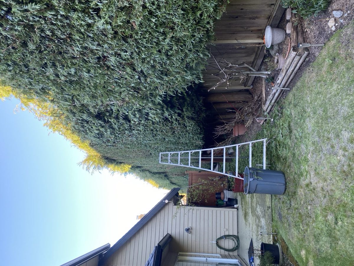 Ladder against a very tall cedar hedge mid-trim
