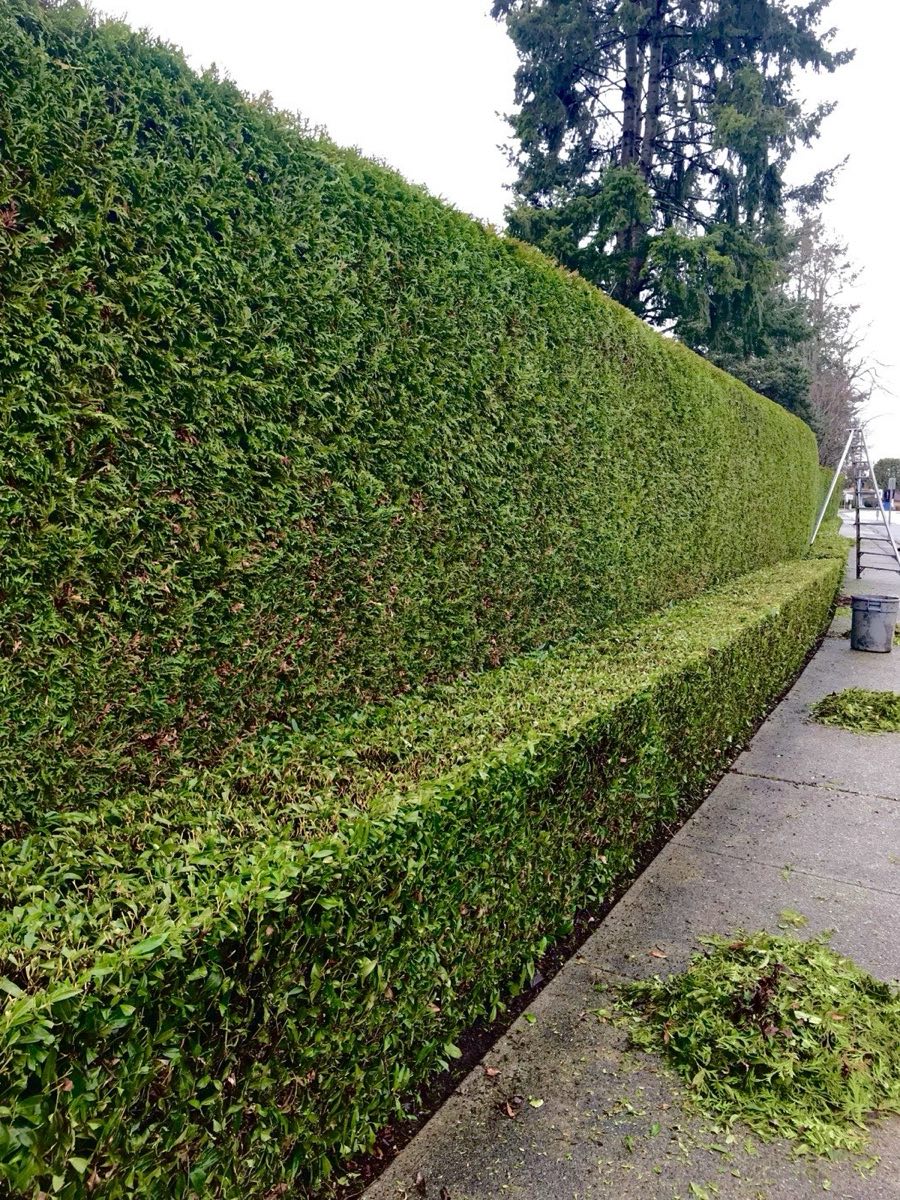 Tall cedar hedge trimmed flat and square