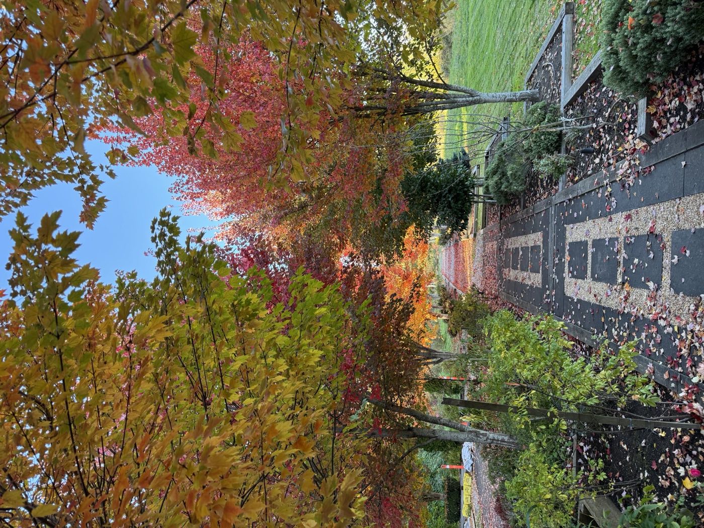 Autumn maple-lined walkway in full colour