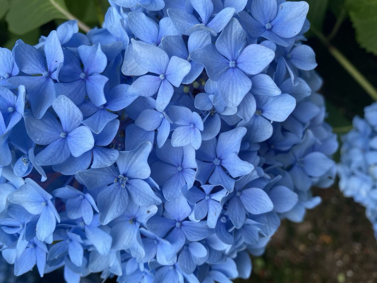 Blue mophead hydrangea in close-up