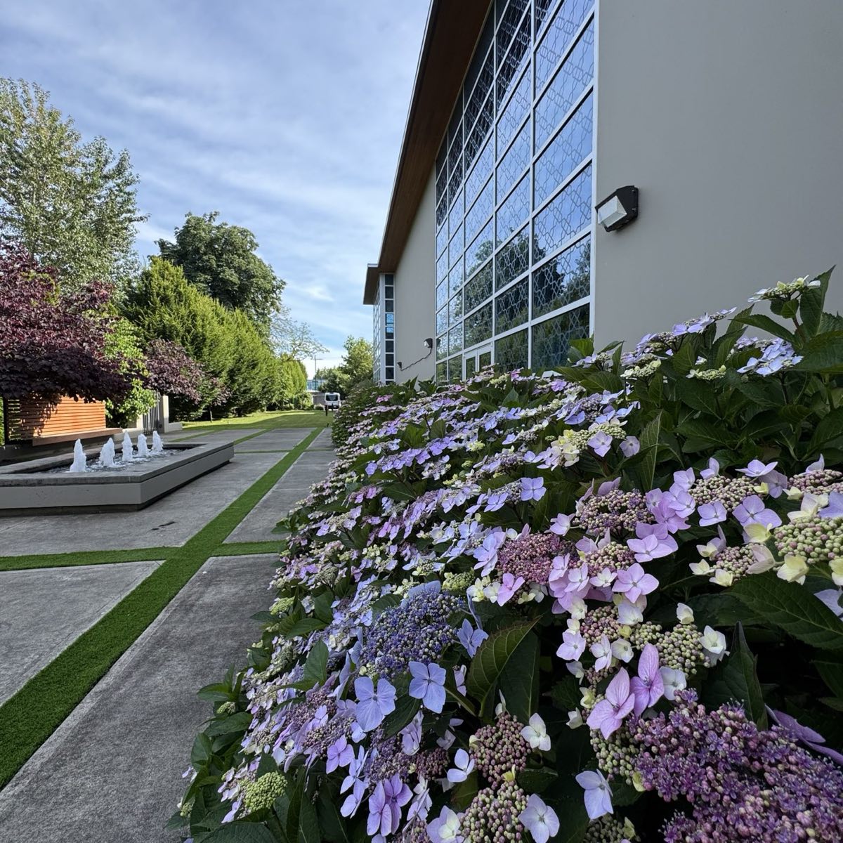 Lacecap hydrangeas along a modern commercial building