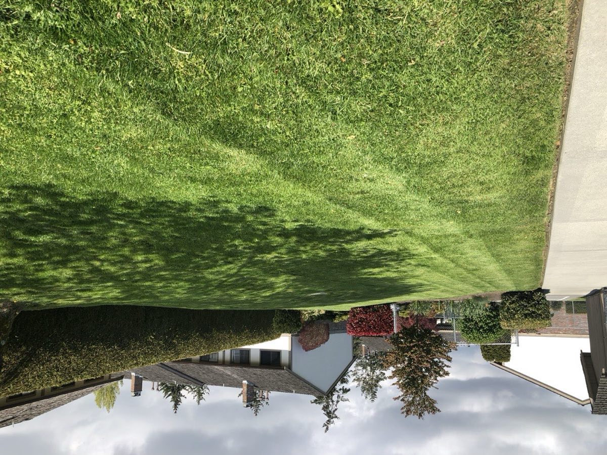 Fresh mowing stripes on a residential lawn