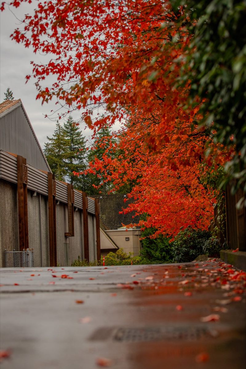 Red maples in fall colour over a rain-wet boardwalk