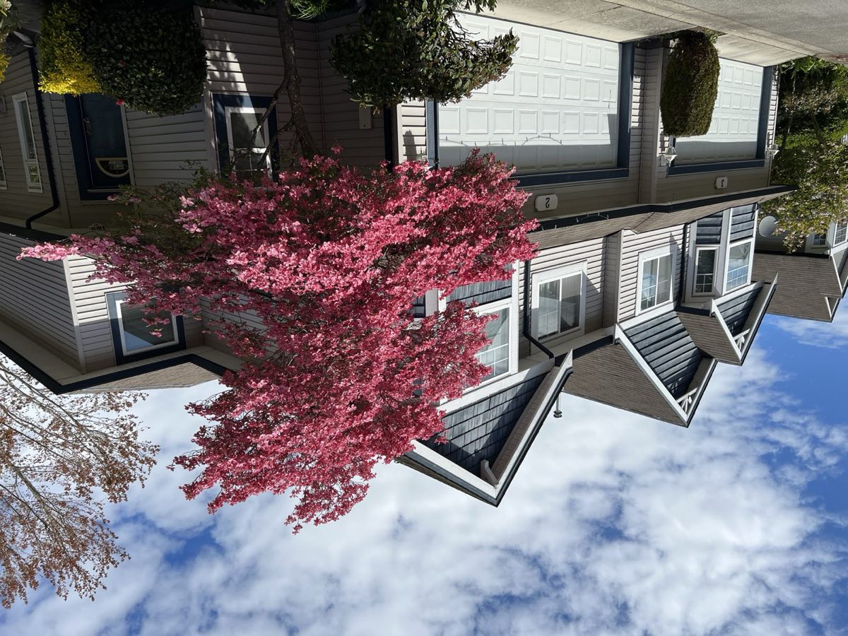 Pink Japanese maple in bloom outside a townhouse complex
