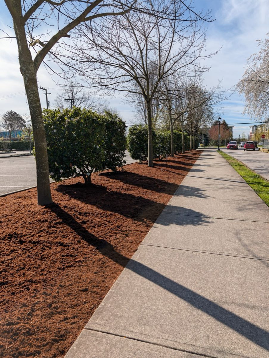 Fresh bark mulch beds along a street-side row of trees