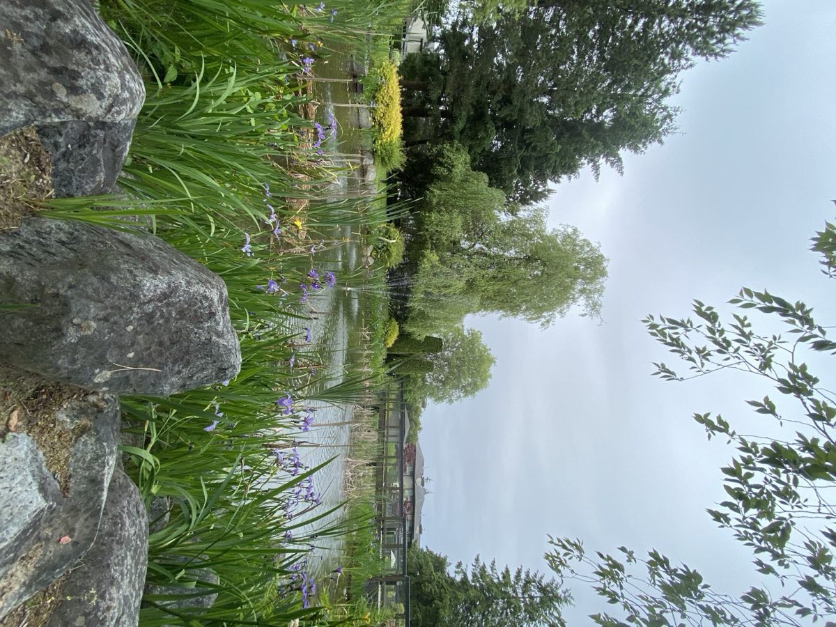 Garden pond edged with irises and stone