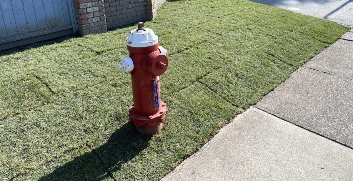 Freshly laid sod cut neatly around a fire hydrant and along a sidewalk