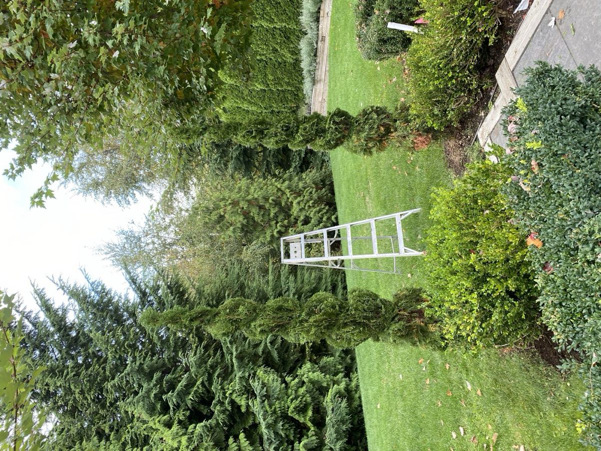 Spiral topiary cedars and boxwood in a maintained garden