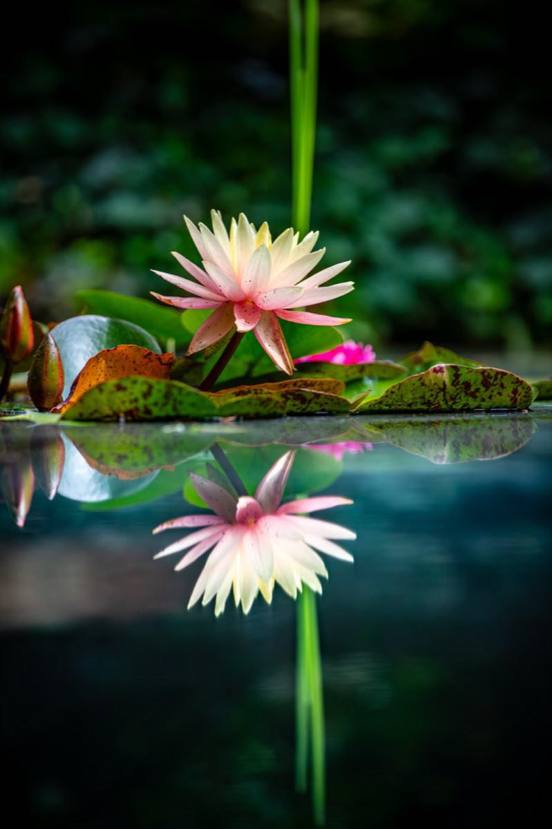 Water lily blooming above a still pond with mirror reflection